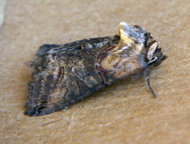 f_Abrostola1m_8235483.jpg
