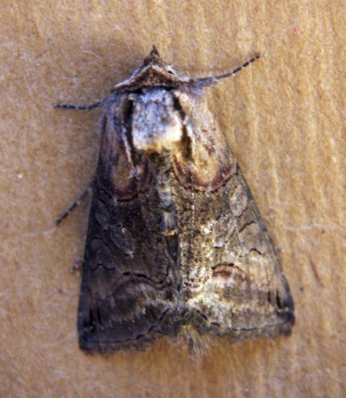 f_Abrostola2m_61eba2b.jpg