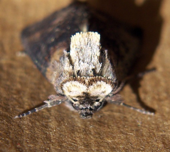 f_Abrostola3m_e27c5ff.jpg