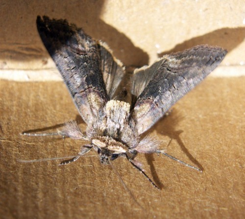 f_Abrostola4m_f29ca29.jpg