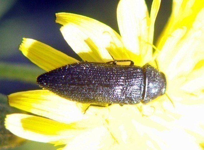f_Acmaeoderacm_aacee33.jpg