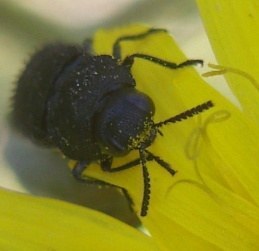f_Acmaeoderacm_ec636d5.jpg
