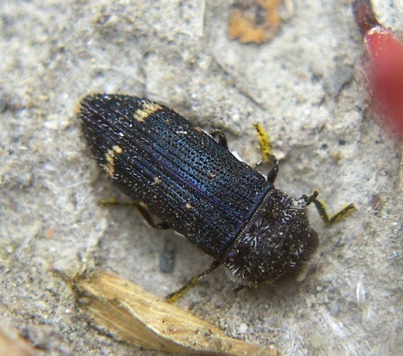 f_Acmaeoderafm_b5cce3a.jpg