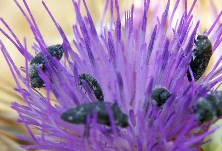f_Acmaeoderalm_96c7085.jpg