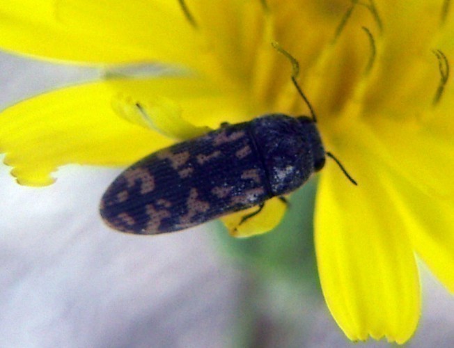 f_Acmaeoderarm_d682a90.jpg