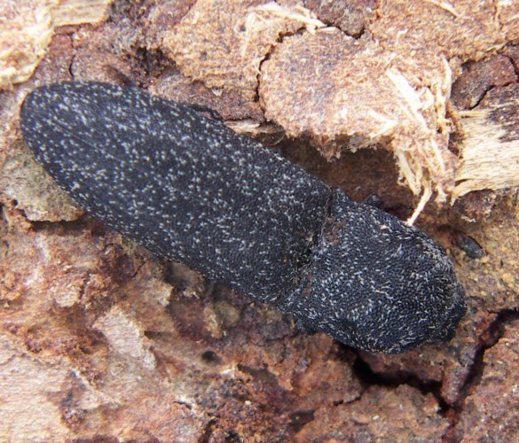 f_Adeloceramum_b316a26.jpg
