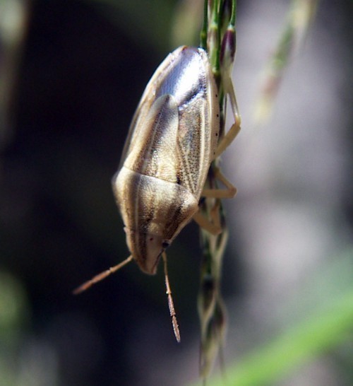 f_Aeliaacuminm_7976b61.jpg