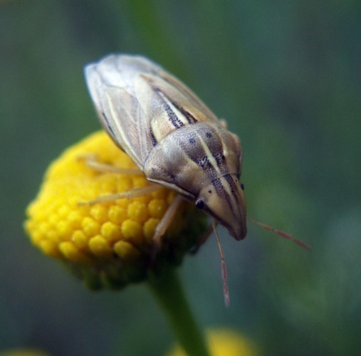 f_Aeliarostram_7f43483.jpg