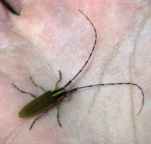 f_Agapanthiaam_881b2dc.jpg