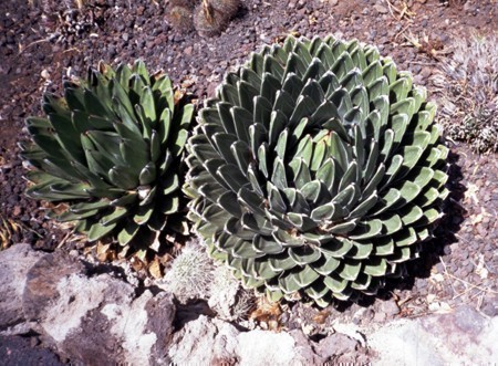 f_Agavevictorm_c6158b1.jpg