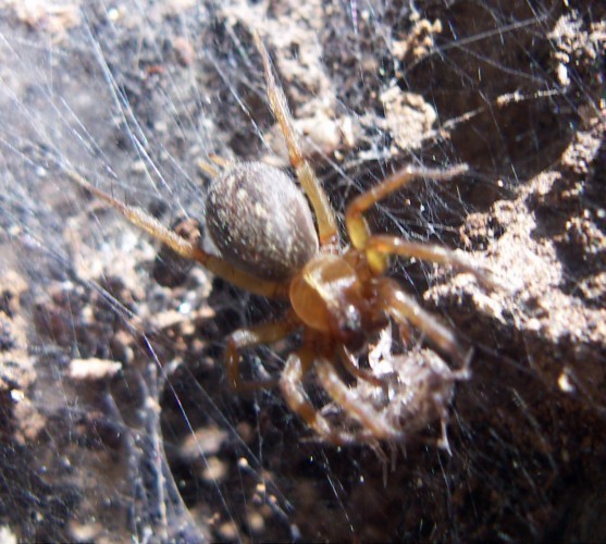 f_Agelena1m_6aa8333.jpg
