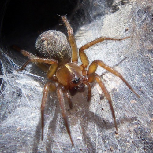 f_Agelena2m_3ae4671.jpg