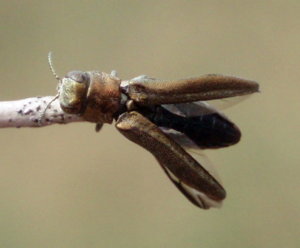 f_Agriluspulvm_59121e7.jpg