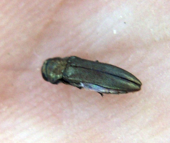 f_Agrilusspm_b914abe.jpg