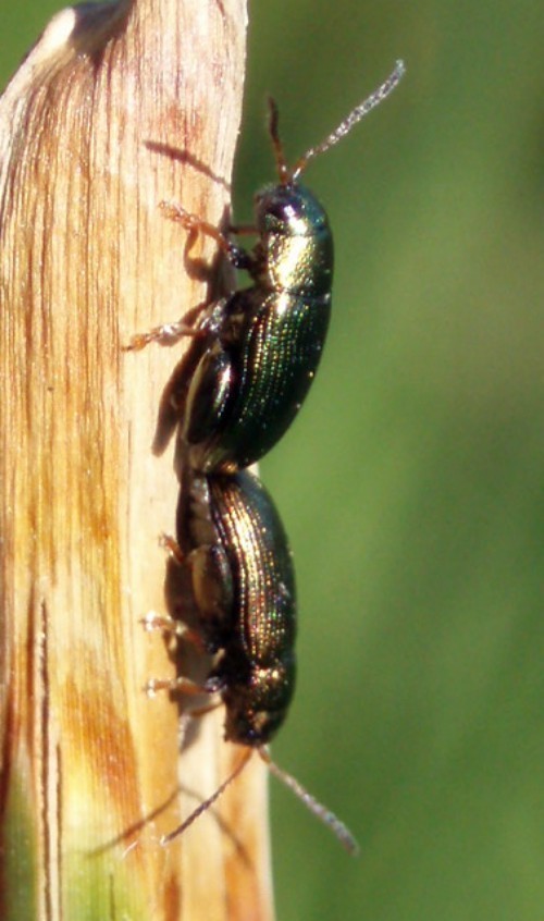 f_Alticinosjum_6676810.jpg