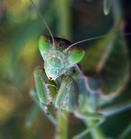 f_Amelesspallm_682b95a.jpg