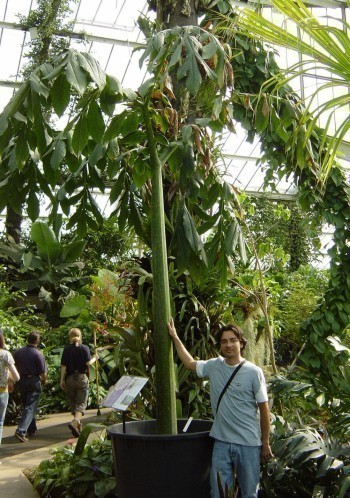 f_Amorphophalm_6fd5bb6.jpg