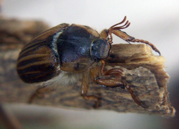 f_Amphimallonm_6b2a33a.jpg