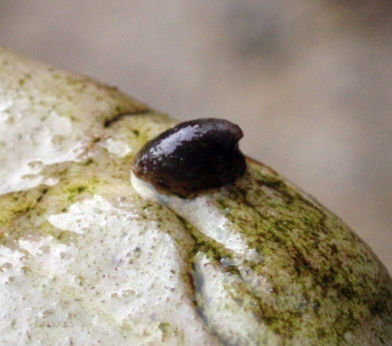 f_Ancylus1m_0caaf8e.jpg