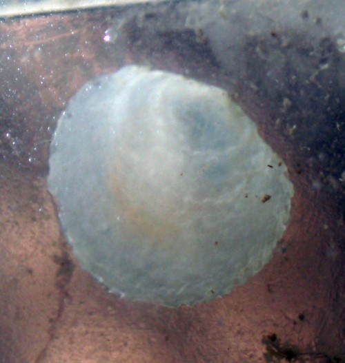f_Anomiaephipm_1b4daea.jpg