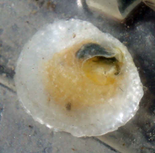 f_Anomiaephipm_b4836c8.jpg