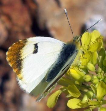 f_Anthochai_ee91m_6e52ce23.jpg