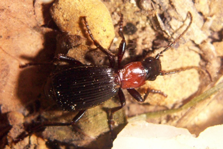 f_Aptinusdispm_dc6140e.jpg