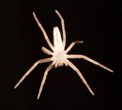 f_Araa2i_ee91m_0edebc57.jpg