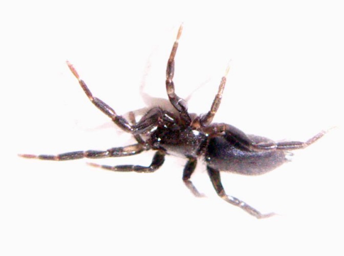 f_Araanegram_1091cd4.jpg