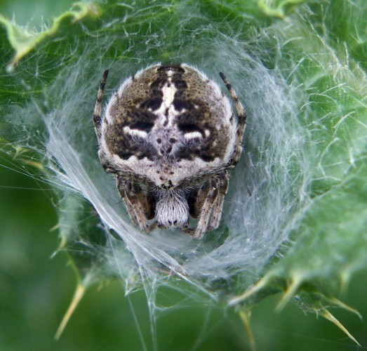 f_Araneidae1m_ed17ed5.jpg