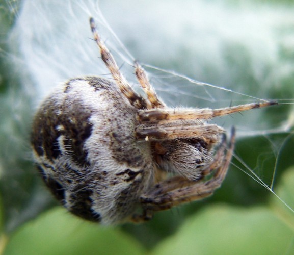f_Araneidae2m_96cc9ba.jpg