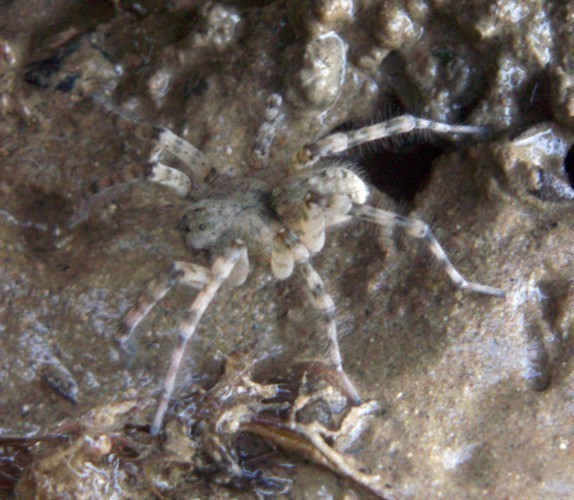 f_Arctosa1m_2d5e873.jpg