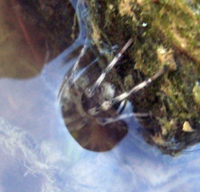 f_Arctosa2m_7facd04.jpg