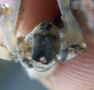 f_Arctosa3m_45836e1.jpg