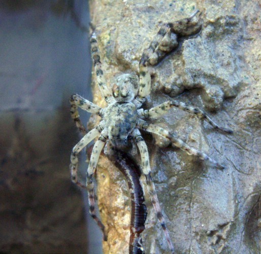 f_Arctosa4m_3670fed.jpg