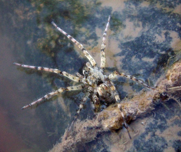 f_Arctosa5m_4282888.jpg