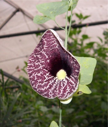 f_Aristolochim_52713f7.jpg