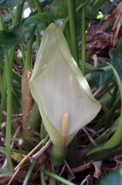 f_Arumitalicum_1f69011.jpg