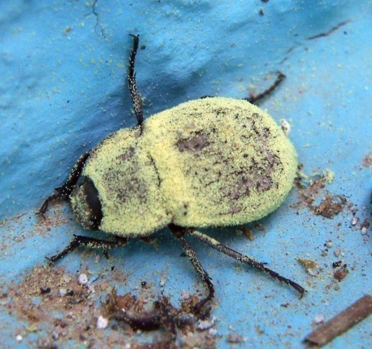 f_Asidasericem_7b91eb6.jpg