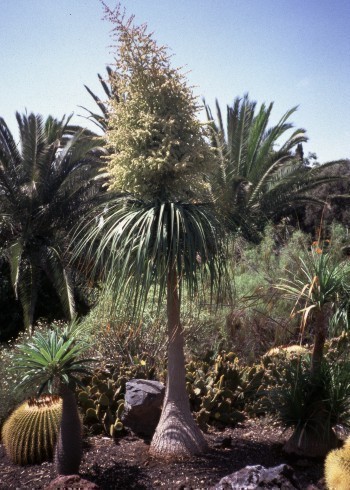 f_Beaucarnearm_30df802.jpg