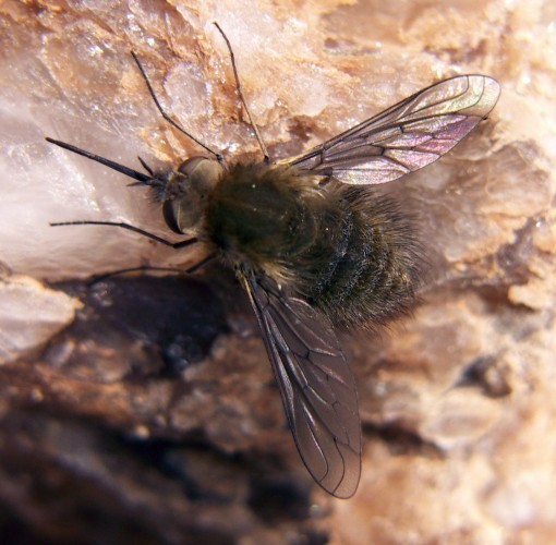 f_Bombyliusspm_507a758.jpg