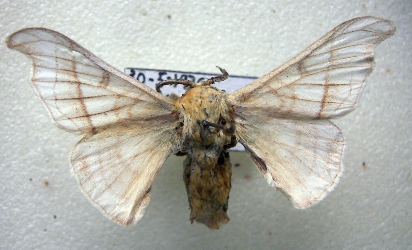 f_Bombyxmorim_eb42ec6.jpg