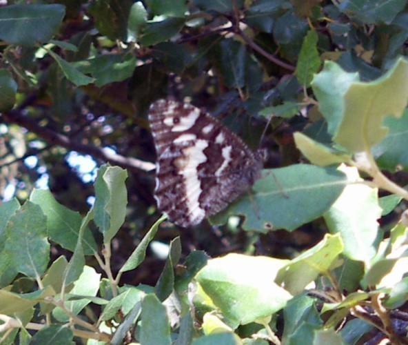 f_Brintesiacim_a0525db.jpg