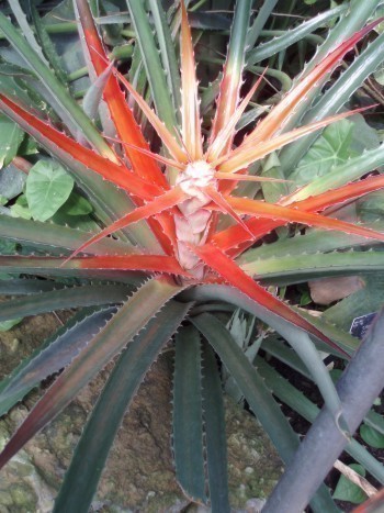f_Bromeliaantm_b4edc15.jpg