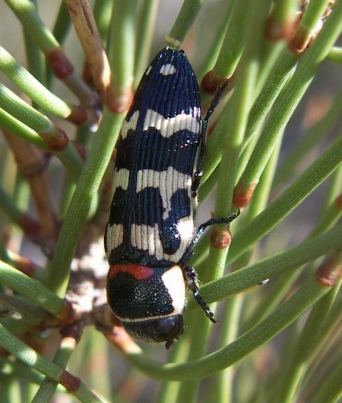 f_Buprestissam_e7ed242.jpg