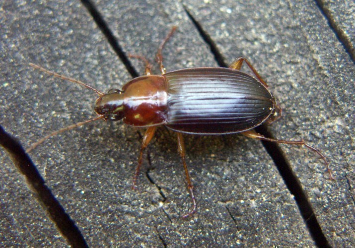f_Calathusmelm_f270740.jpg