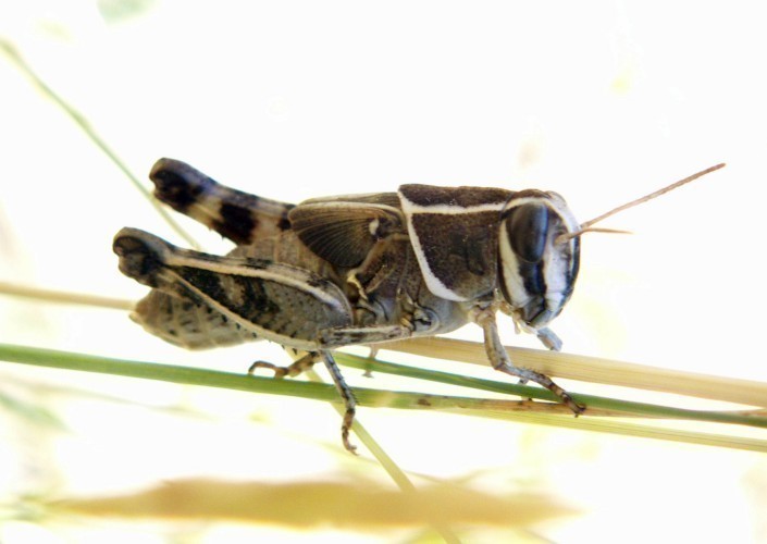 f_Calliptamusm_fa4f6a3.jpg