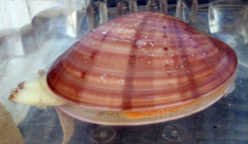f_Callistachim_417858c.jpg