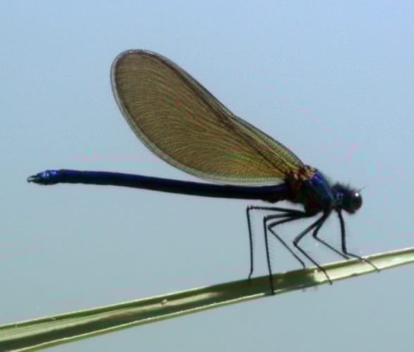 f_Calopteryxvm_1574498.jpg