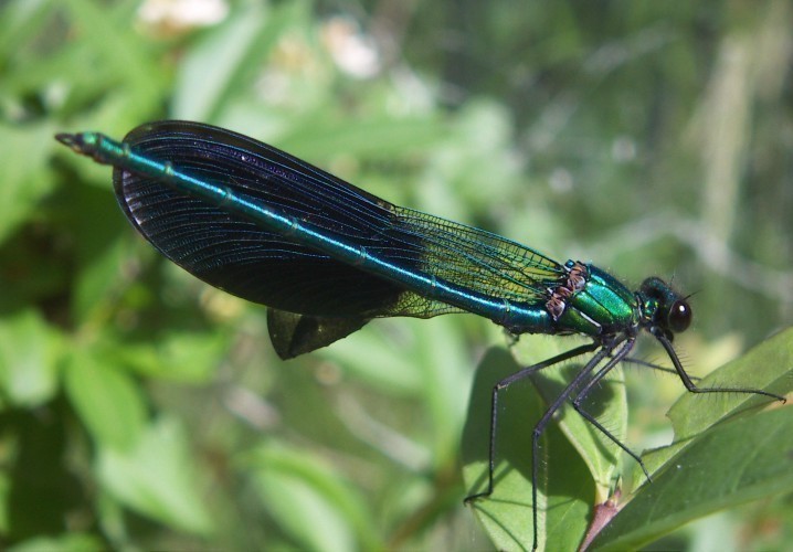 f_Calopteryxxm_1c92c8d.jpg